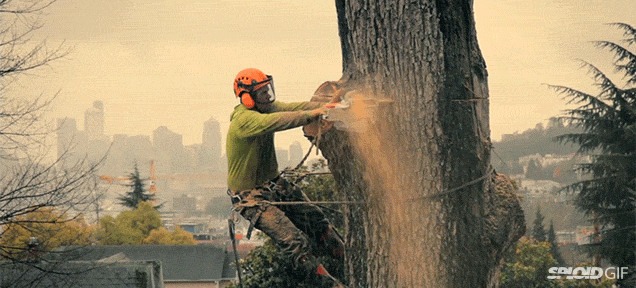 Chopping Down A Giant Tree In An Urban Area Is Like An Opera 