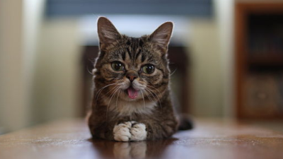 Scientists To Sequence Lil Bub’s Genome