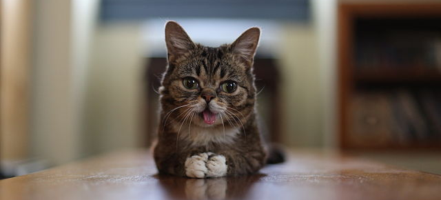 Scientists To Sequence Lil Bub’s Genome