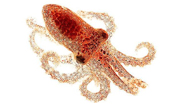 Octopus Senses Light With Its Skin, No Eyes Required