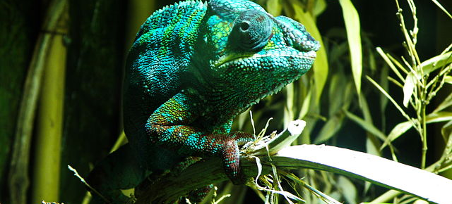 11 Species Of Chameleon Masqueraded As One