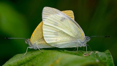 Male Butterflies Ejaculate, Female Butterflies Digest