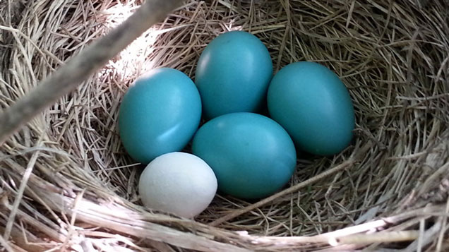 3D-Printed Eggs Can Even Fool Wild Birds Into Thinking They’re Real