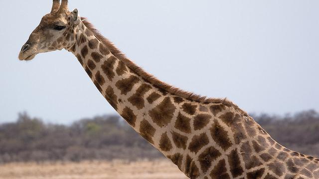 Giraffes And The ‘Necks For Sex’ Hypothesis