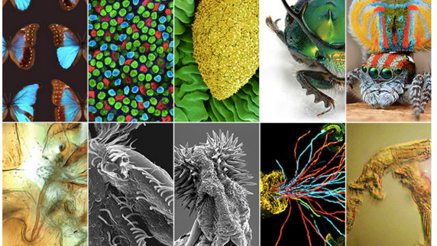 Gorgeous Microscopy Images Are Actually Pictures Of Sexual Biology