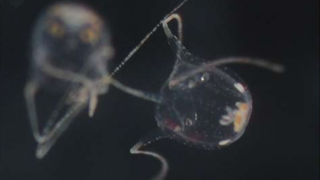 These Box Jellyfish Use Their Sting To Anchor Sperm