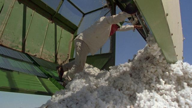 Government-Subsidised Cotton Farms Are Sucking The Colorado River Dry