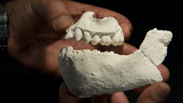 Anthropologists Have Discovered A Totally New Human Ancestor