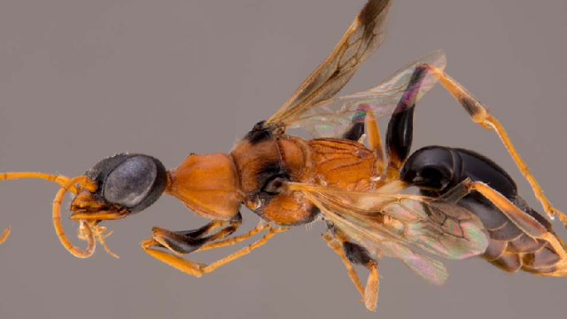 Zombie Cockroaches Are Real, And This Wasp Controls Them