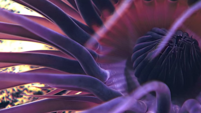 Stunning Footage Captures Never Before Seen Deep Ocean Creatures