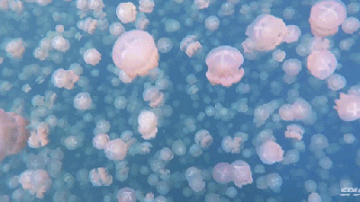 An Entire Sea Filled With Jellyfish Is Always Scarily Beautiful