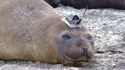 This Seal Has A Sensor On Its Head For Gathering Data About Antarctica