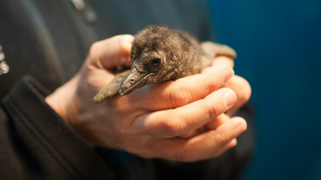 Learn About This Endangered Baby Penguin In A Google Hangout With Him
