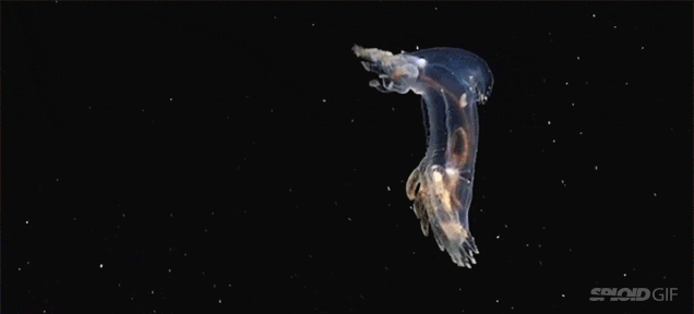 Unknown Underwater Species Caught On Camera For The First Time