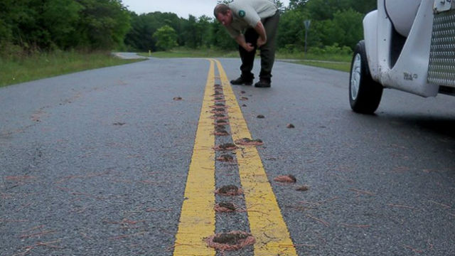 Nobody Knows Why Giant Piles Of Worms Are Mysteriously Lining Up In Texas