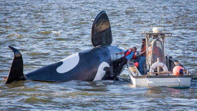Fake Orca Is Impressively Bad At Being A Fake Orca 