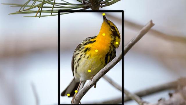 This Handy Web-Based Tool Is Like Facial Recognition For Birds