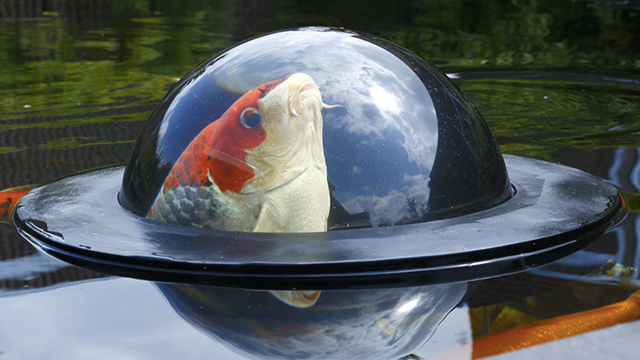 A Floating Observation Dome Gives Fish A Glimpse Of The Outside World