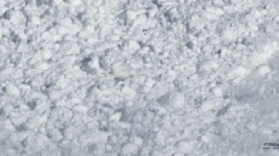 Watch A Rabbit Artfully Hop And Jump Around Inside An Avalanche