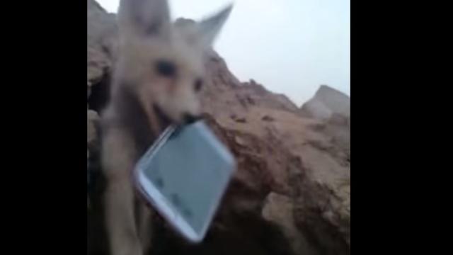 Beware The Phone-Hungry Foxes