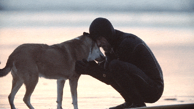 Don’t Watch This Film About A Dog Unless You Want To Cry