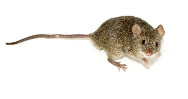 In Mice, A Hormonal Switch Turns Off The Smell Of Sex