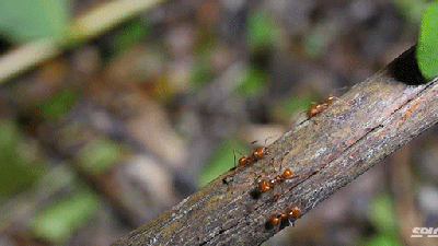The Complicated And Fascinating Life Of Farming Leafcutter Ants