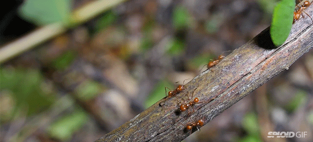 The Complicated And Fascinating Life Of Farming Leafcutter Ants