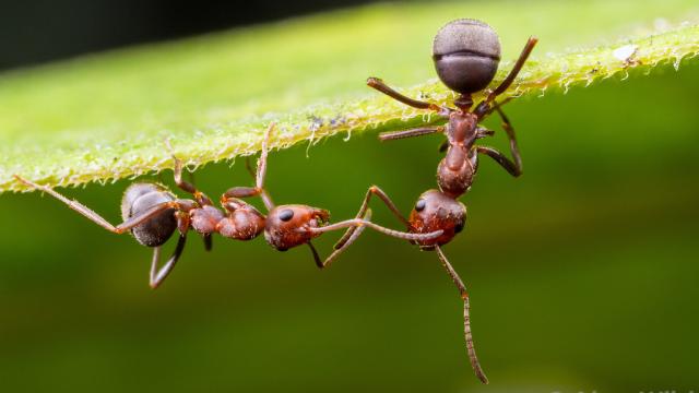 Some Intriguing New Hints About What Ant Consciousness Is Really Like