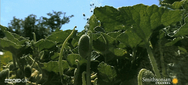 Seeing Plants Naturally Explode Like Bombs Is Pretty Freaking Gross