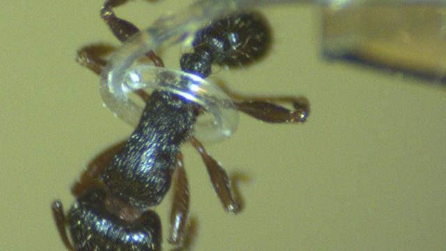 Tiny Robotic Tentacle Can Pick Up Ants Without Crushing Them