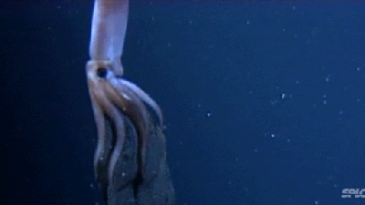 The Breathtaking Star-Like Beauty Of A Giant Squid Giving Birth