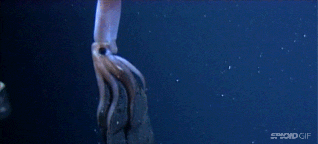 The Breathtaking Star-Like Beauty Of A Giant Squid Giving Birth