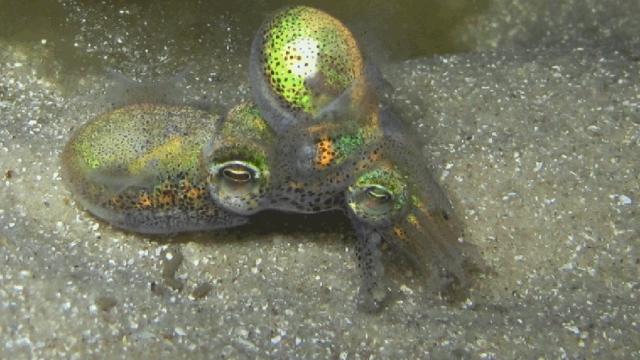 Why This Adorable Australian Squid Cuddles For Hours After Sex