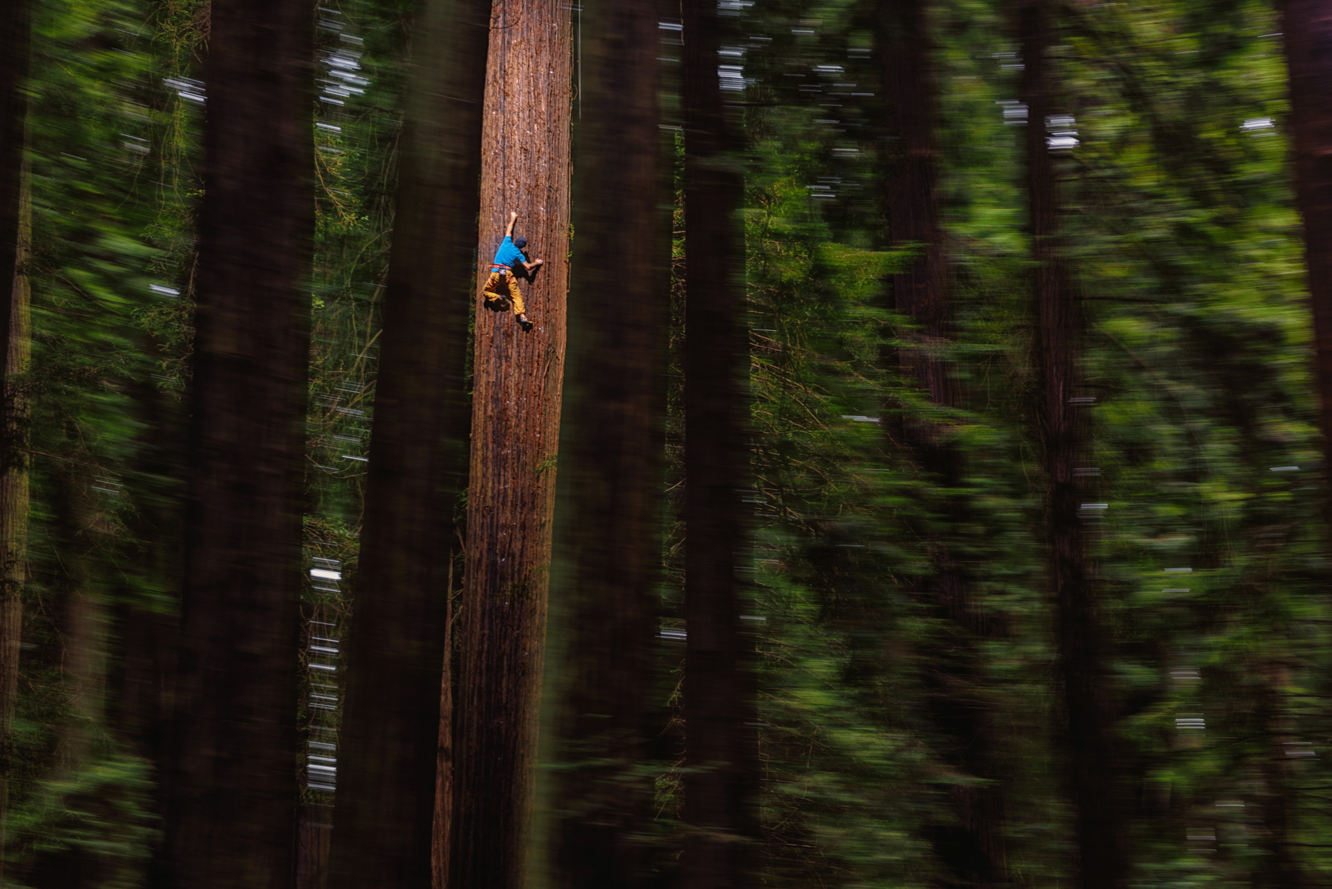 Watch This Guy Free-Climb A Giant Redwood