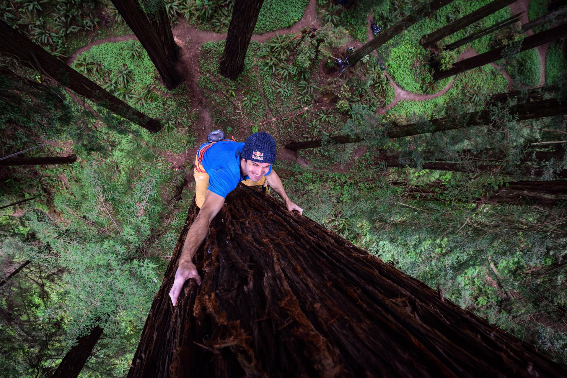 Watch This Guy Free-Climb A Giant Redwood