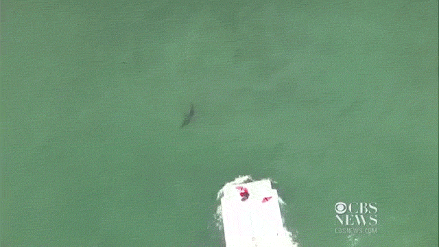 California Lifeguards Get Drone, Instantly Spot 10-12 Great Whites