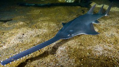 ‘Virgin Births’ Won’t Save The Smalltooth Sawfish From Extinction