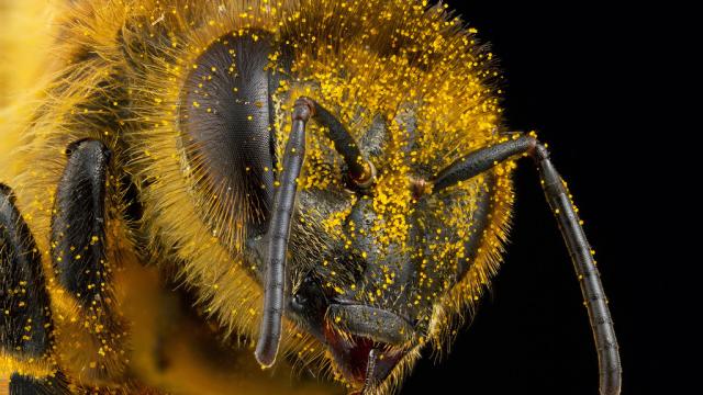 Police Are Trying To Use Honeybees To Detect Illegal Drugs