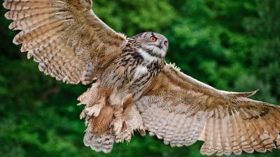 Owl Wings Are Helping Silence Aeroplanes, Fans, And Wind Turbines