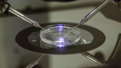 What Should Parents Do With Their Spare IVF Embryos?