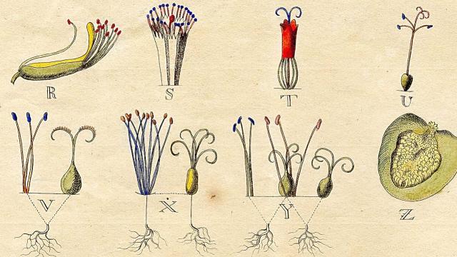 The Way We Name Species Was Invented By A ‘Botanical Pornographer’