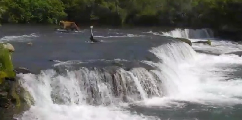 BearCam Is Back, And It’s Beary, Beary Nice