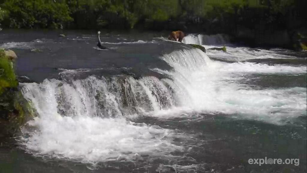 BearCam Is Back, And It’s Beary, Beary Nice