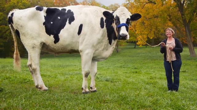 The World’s Tallest Cow Is So Comically Ginormous That It’s Hilarious