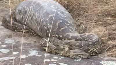 This Python Ate A Porcupine, Which Turned Out To Be A Bad Idea