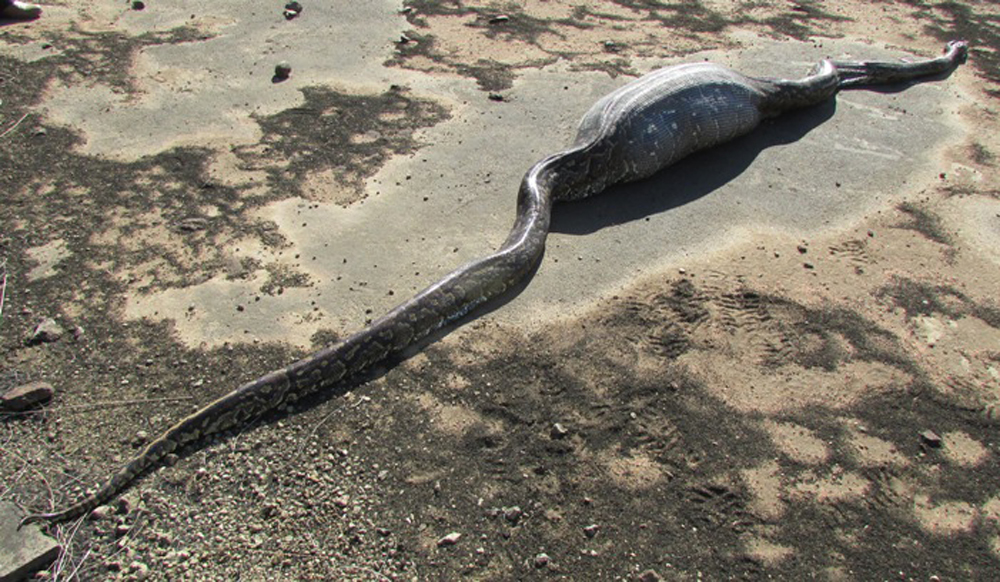 This Python Ate A Porcupine, Which Turned Out To Be A Bad Idea