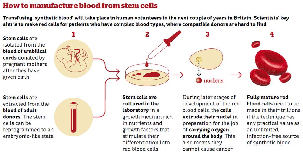 Synthetic Blood Transfusions Are Coming