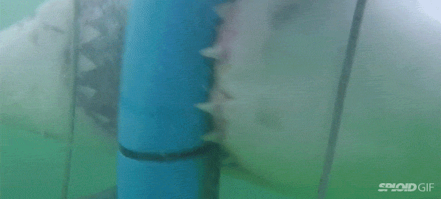 Terrifying Great White Shark Attacking A Cage Is Like Real-Life Jaws