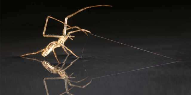 Spiders Sail Kilometres Across Water To Colonise The World
